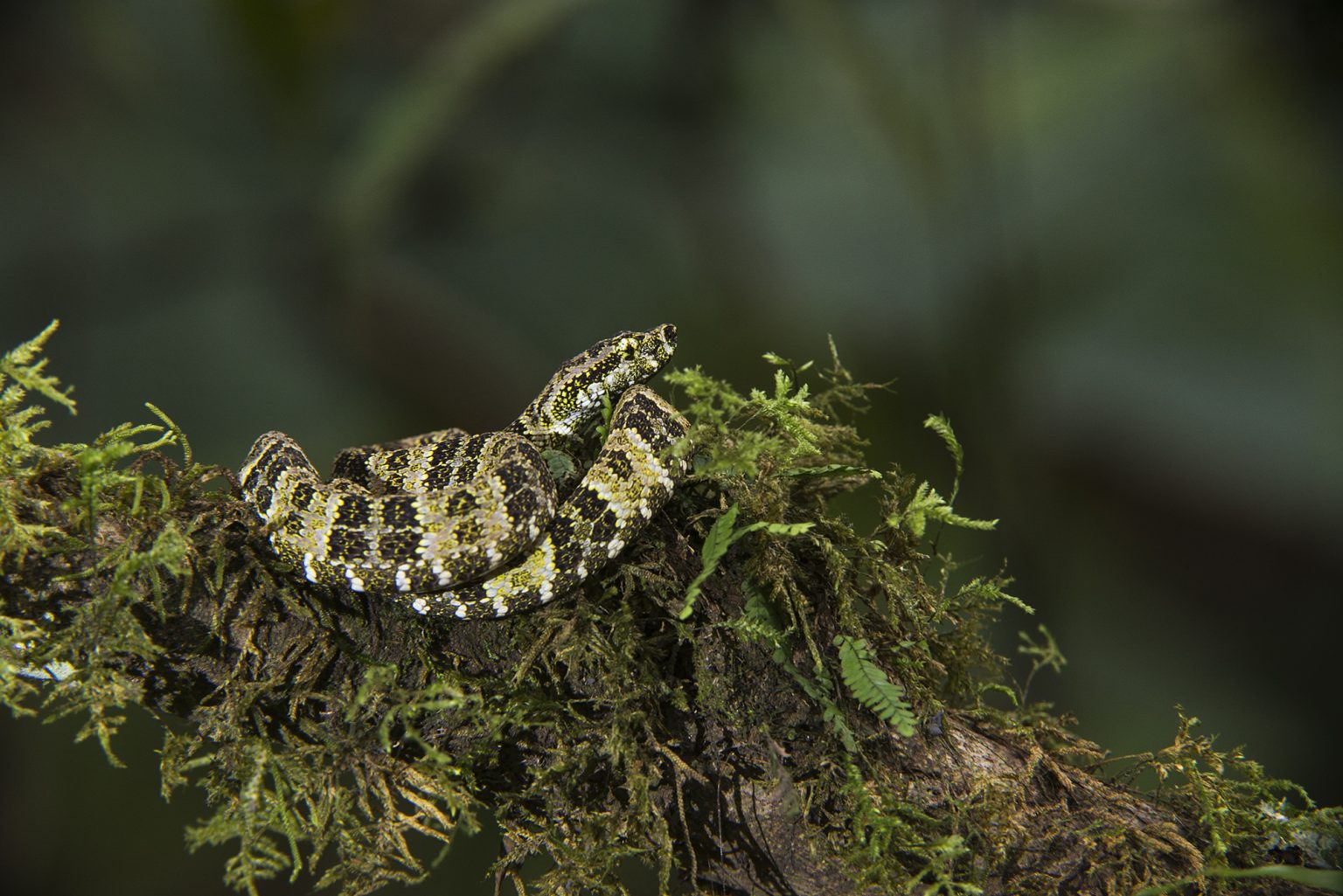 20140818_Bothriopsis_taeniata_14 Vivarium de Quito