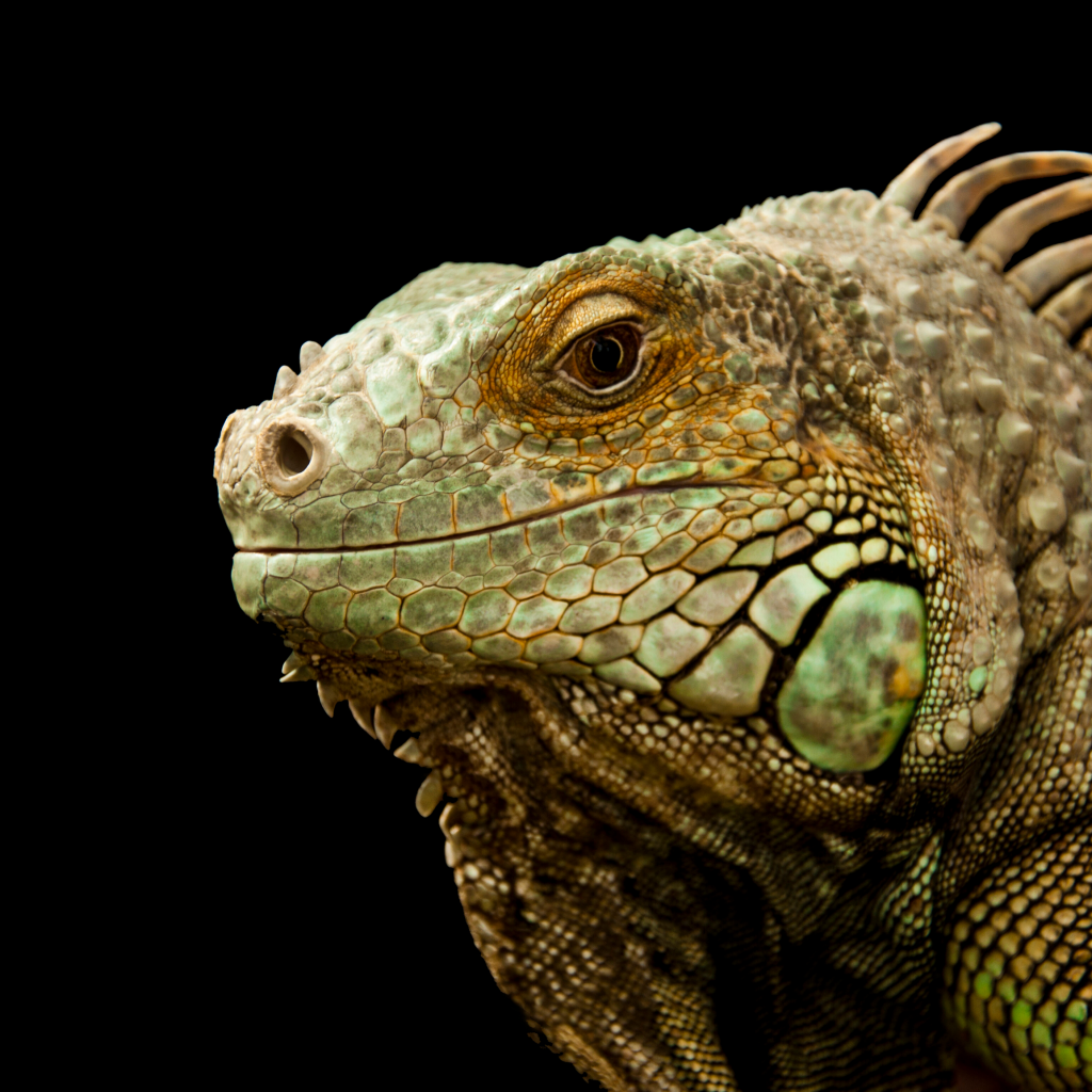 croppedcroppedIguana.png Vivarium de Quito